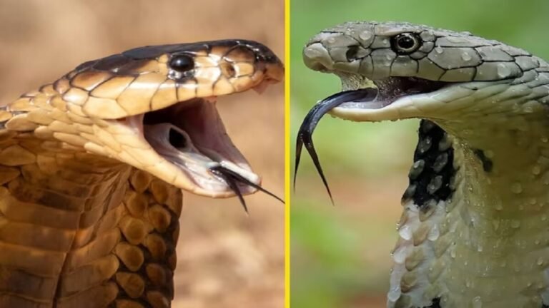 किंग कोबरा की उम्र कितनी होती है?, How old is a king cobra?